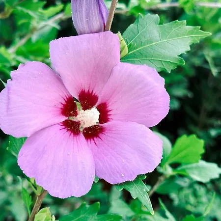 Pure Nature Haven By The Sea With Hot Tub Σπίτι διακοπών